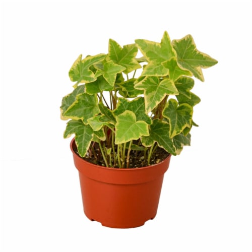 House Plant 4-IVY-GOLD.CHILD English Ivy Gold Child Plant in 4 in. Pot Perspective: front