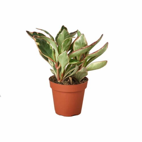 House Plant 4-PEPEROMIA-GINNY Ginny Peperomia Plant in 4 in. Pot Perspective: front