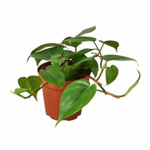 House Plant 4-PHILODENDRON-CORDATUM Philodendron Cordatum Heartleaf Plant in 4 in. Pot Perspective: front