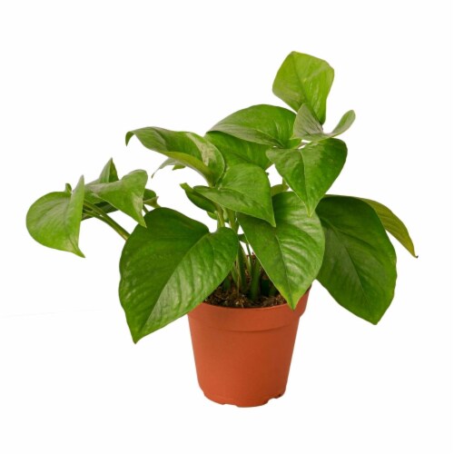 House Plant 4-POTHOS-GREEN Green Queen Pothos Plant in 4 in. Pot Perspective: front