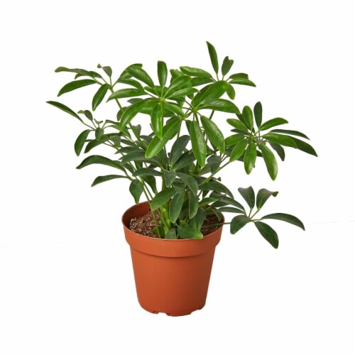 House Plant 4-SCHEFFLERA-ARBORICOLA Umbrella Schefflera Arboricola Plant in 4 in. Pot Perspective: front