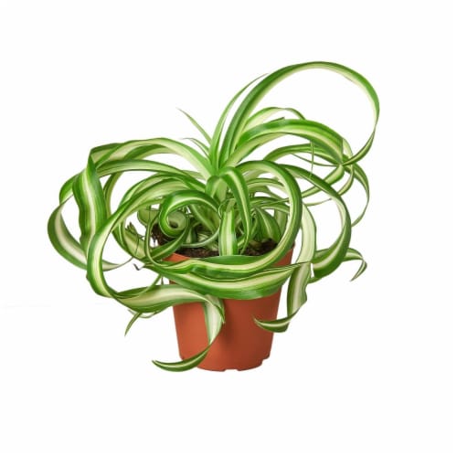 House Plant 4-SPIDER-BONNIE Bonnie Spider Plant in 4 in. Pot Perspective: front