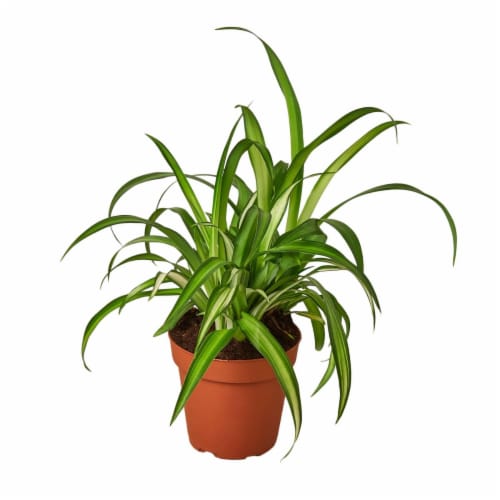House Plant 4-SPIDER-HAWAIIAN Hawaiian Spider Plant in 4 in. Pot Perspective: front