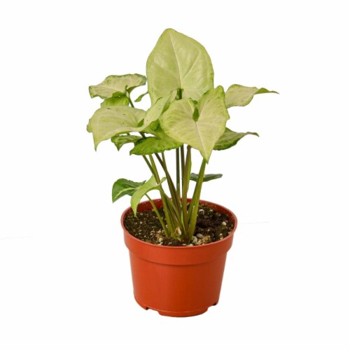 House Plant 4-SYNGONIUM-WHITE.BUTTERFLY White Butterfly Syngonium Plant in 4 in. Pot Perspective: front