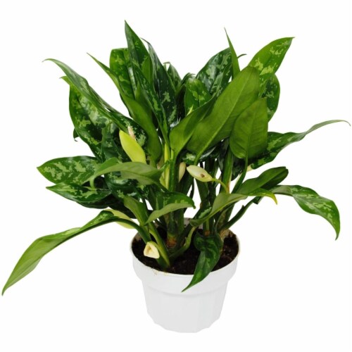 House Plant 6-CH.EVERGREEN-MARIA Maria Chinese Evergreen Plant in 6 in. Pot Perspective: front