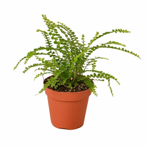 House Plant 6-FERN-LEMON.BUTTON Lemon Button Fern Plant in 6 in. Pot Perspective: front