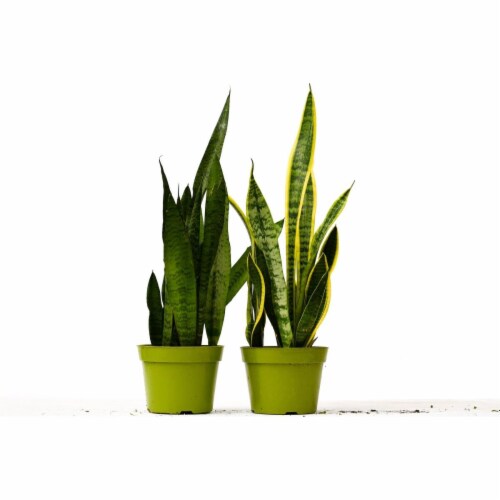 House Plant 6-SNAKE-VARIETY-2PK 12-18 in. Tall 2 Snake Sansevieria Plant Variety Pack in 6 in Perspective: front