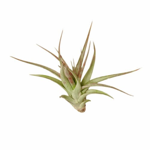 House Plant AIR-BRACHYCAULOS Brachycaulos Tillandsia Air Plant Perspective: front