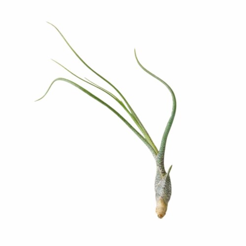 House Plant AIR-BUTZII Butzii Tillandsia Air Plant Perspective: front