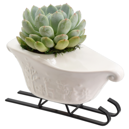 Santa's Sleigh Succulent Potted Plant Perspective: front