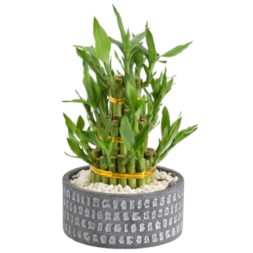 Penang Images with Lucky Bamboo Plant Perspective: front