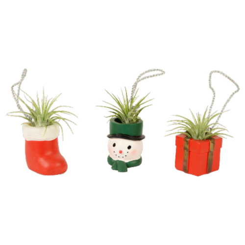 Assorted Holiday Ornament with Air Plant Perspective: front
