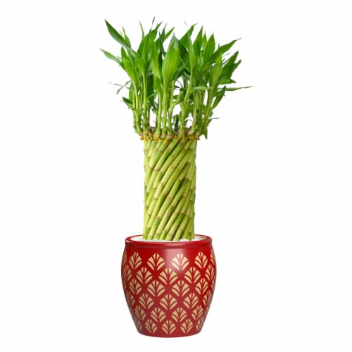 Majesty Printed Pot with Large Lucky Bamboo Perspective: front
