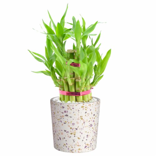 Terrazzo Planter with 2-Tier Lucky Bamboo Perspective: front