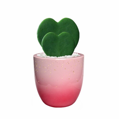 Glitter Ombre Planter with Hoya Hearts Perspective: front