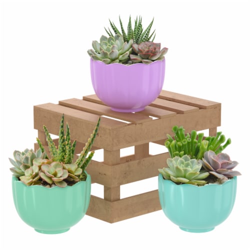 Penang Easter Lotus with Succulent Garden - Assorted Perspective: front