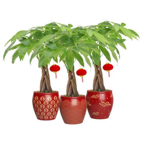 Majesty Printed Pot with Money Tree Perspective: front