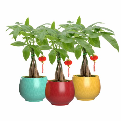Waves Printed Pot with Money Tree Perspective: front