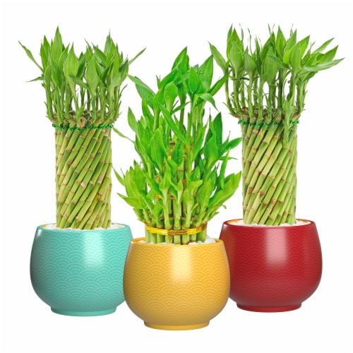 Waves Printed Pot with Large Lucky Bamboo Perspective: front