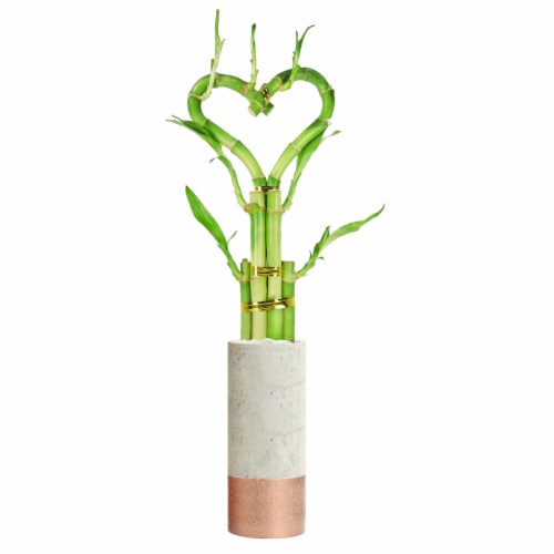 Tall Alva Planter with Lucky Bamboo Heart Perspective: front