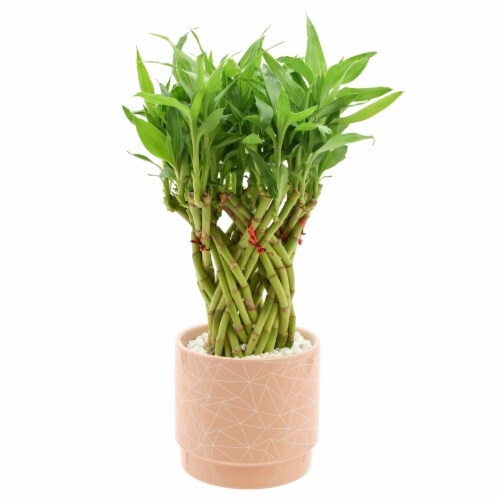 Valentine's Ceramic Planter with Character Bamboo Perspective: front