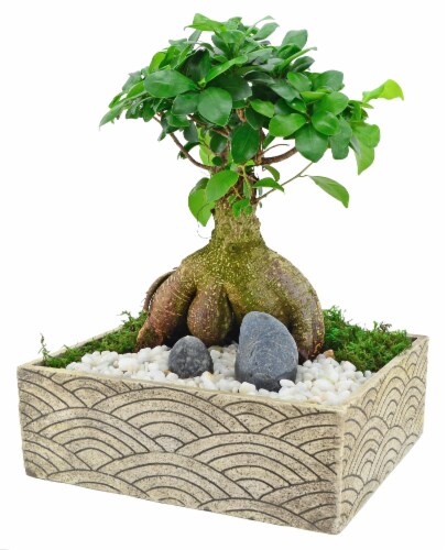 Shapes 8" w/Bonsai Perspective: front