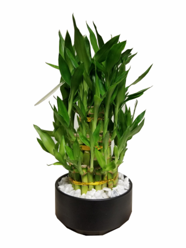 3-Tier Lucky Bamboo Quebec Ceramic Potted Plant Perspective: front