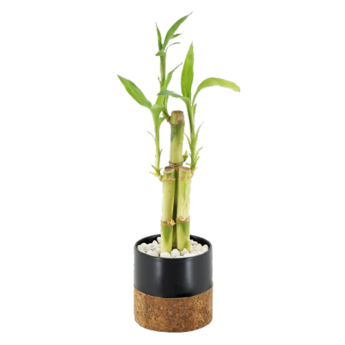 Small Bamboo in Cork Perspective: front