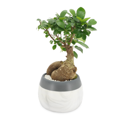 Marble Bonsai - White/Gray Perspective: front