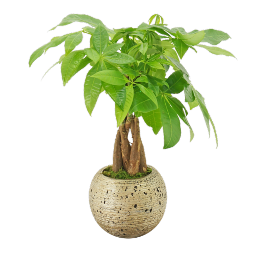 Money Tree Perspective: front