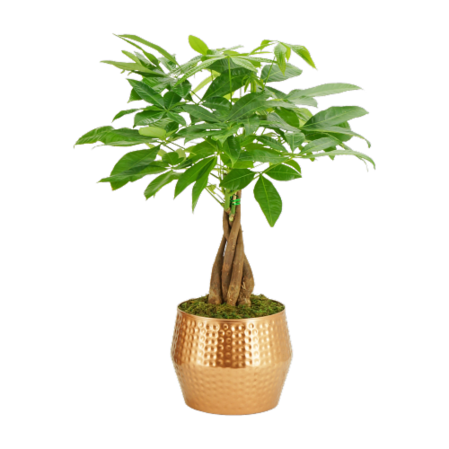 Money Tree in Copper Pot Plant Perspective: front