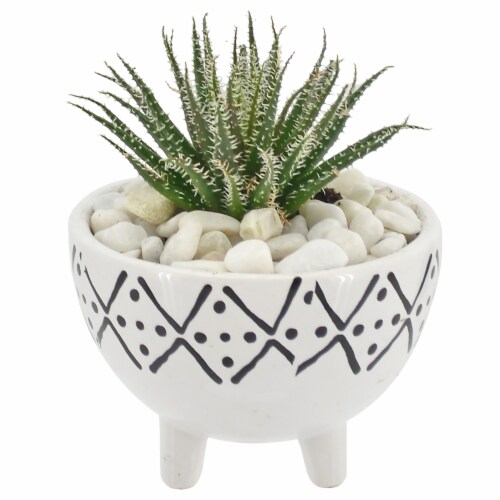 Succulents Perspective: front