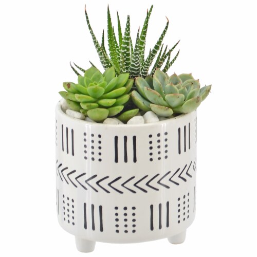 Succulent Garden Perspective: front