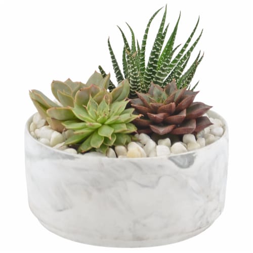 Succulents Foliage Plant - Smooth Marble Perspective: front