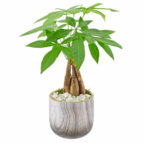 Bonsai Foliage Plant - Gray Perspective: front