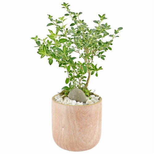 Bonsai Foliage Plant - Pink Perspective: front