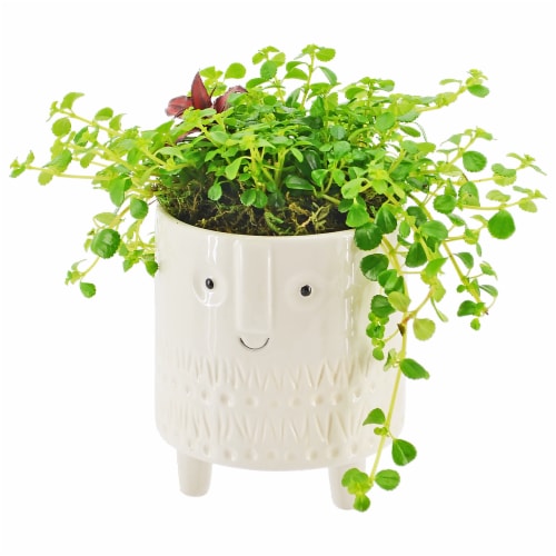 Fred Meyer - Foliage with Face Potted Plant, 4.5-inch pot