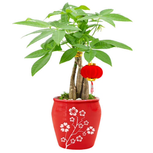Money Tree with Floral Pot Perspective: front