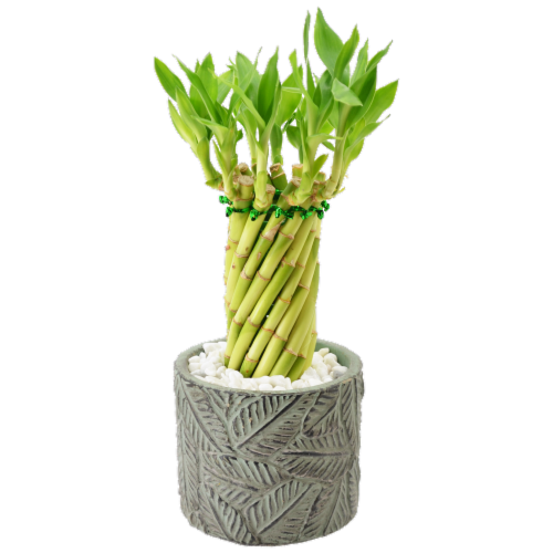 Medium Character Bamboo Perspective: front