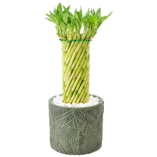 Large Tornado Tower Bamboo Perspective: front