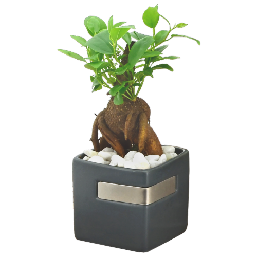 Mini Bonsai - Assorted Perspective: front