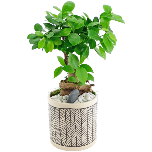 Medium Bonsai - Assorted Perspective: front