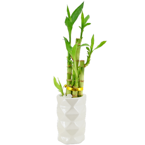Lucky Bamboo Perspective: front