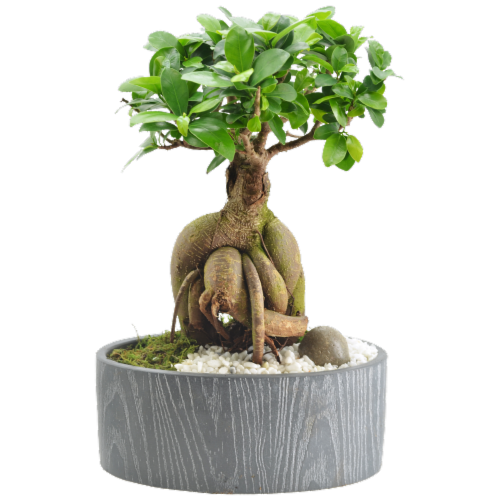 Bonsai - Assorted Perspective: front