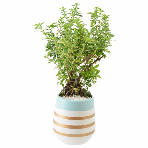 Jolene Exotic Potted Bonsai Perspective: front