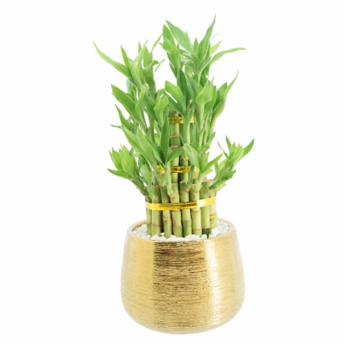 Lucky Bamboo in Gold Pot Perspective: front