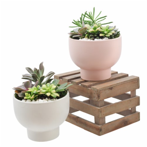 Chalice 5.5 inch pot with Succulent Garden Perspective: front