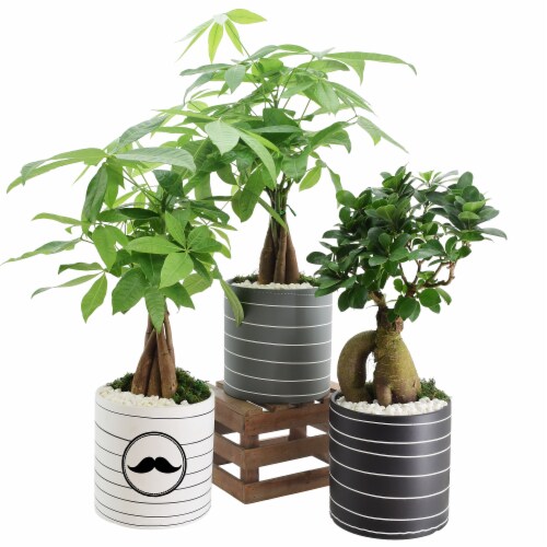 Father's Day Whirlwind Medium Bonsai - Assorted Perspective: front