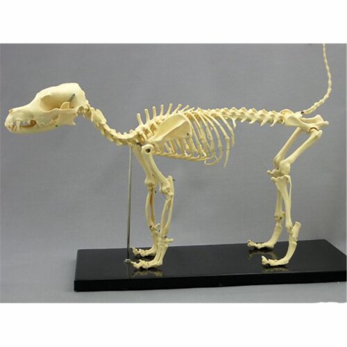 Dog Canine Skeleton, 1 - Kroger