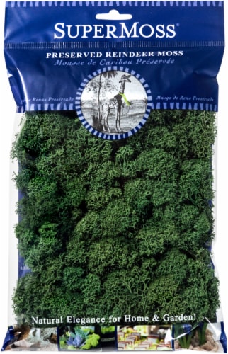 SuperMoss® Preserved Reindeer Moss Perspective: front